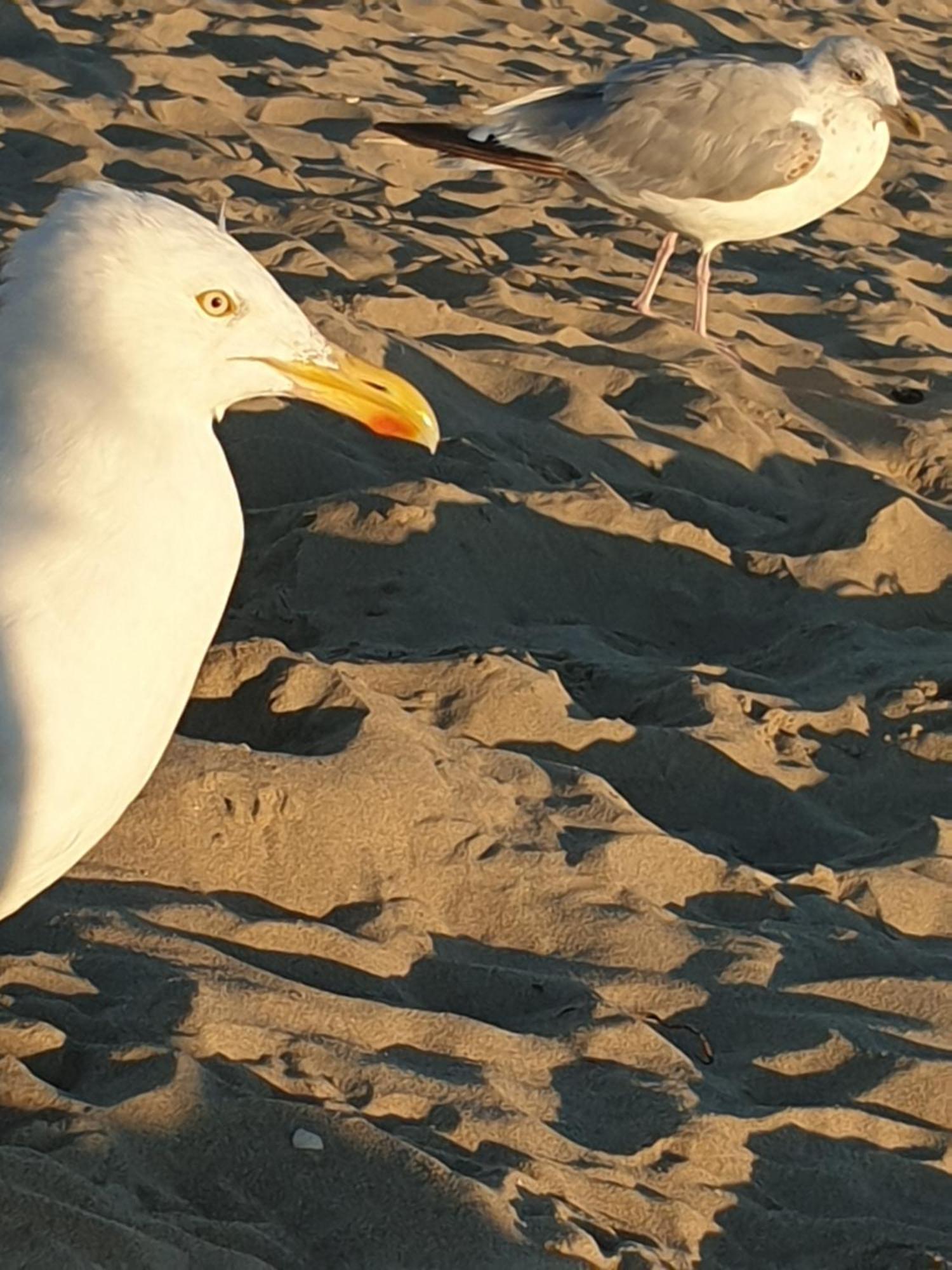 Rembrandts Beach View Zandvoort Luaran gambar